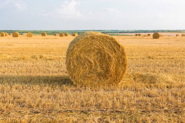 Alandan sonra hasat, büyük yuvarlak balya saman
