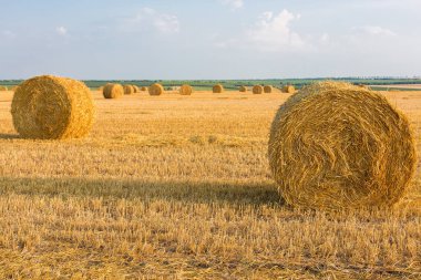 Alandan sonra hasat, büyük yuvarlak balya saman