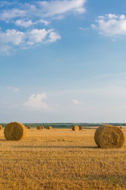 Alandan sonra hasat, büyük yuvarlak balya saman