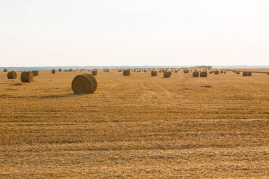 Alandan sonra hasat, büyük yuvarlak balya saman