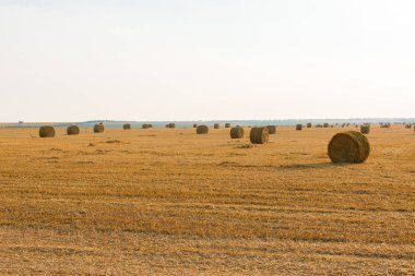 Alandan sonra hasat, büyük yuvarlak balya saman