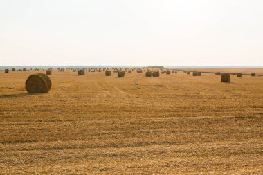 Alandan sonra hasat, büyük yuvarlak balya saman