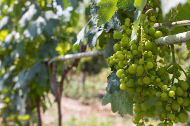 Üzüm bağı çiftlikleri, güzel üzüm bağları manzarası.
