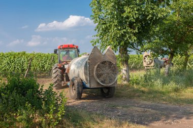 Üzüm bağı çiftlikleri, güzel üzüm bağları manzarası.