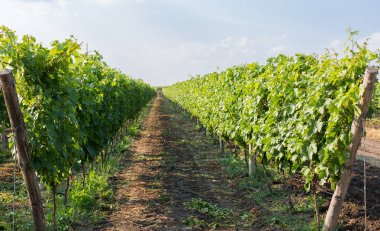 Üzüm bağı çiftlikleri, güzel üzüm bağları manzarası.