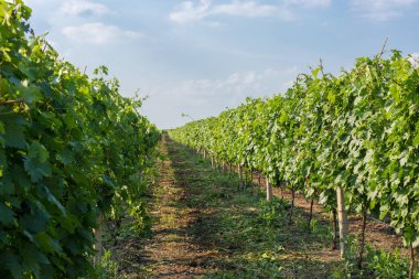 Üzüm bağı çiftlikleri, güzel üzüm bağları manzarası.