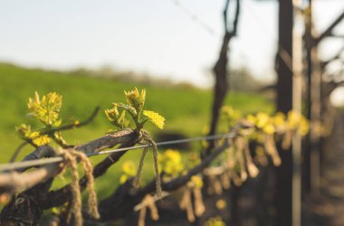 Üzüm bağı çiftlikleri, güzel üzüm bağları manzarası.