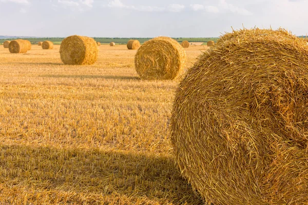 Campo Después Cosecha Grandes Fardos Redondos Paja — Foto de Stock