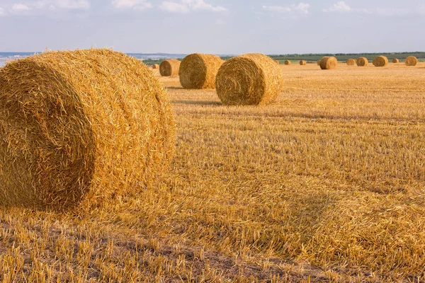 Campo Después Cosecha Grandes Fardos Redondos Paja — Foto de Stock