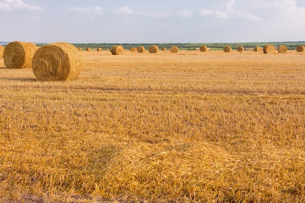 Alandan sonra hasat, büyük yuvarlak balya saman