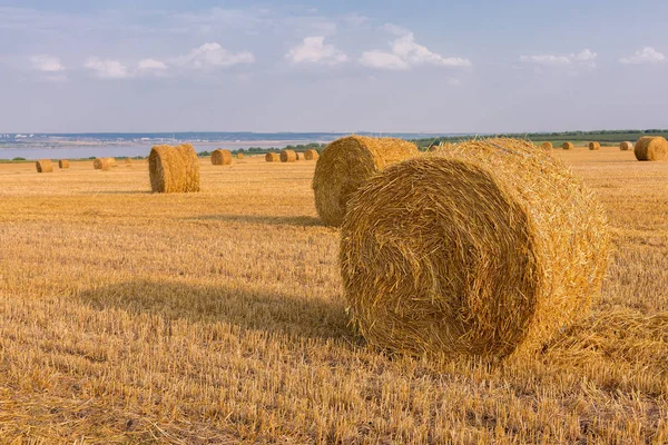 Alandan sonra hasat, büyük yuvarlak balya saman