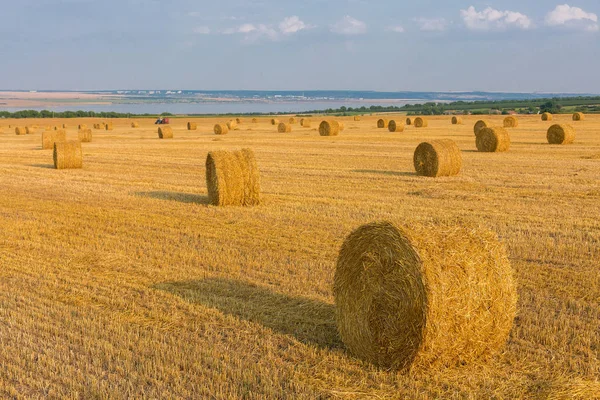 Campo Después Cosecha Grandes Fardos Redondos Paja — Foto de Stock