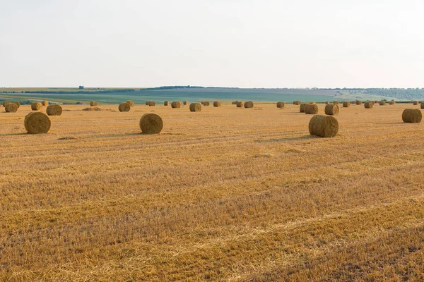 Alandan sonra hasat, büyük yuvarlak balya saman