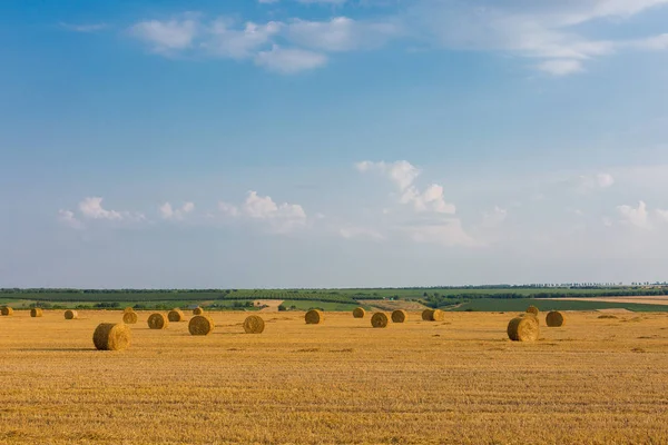 Alandan sonra hasat, büyük yuvarlak balya saman