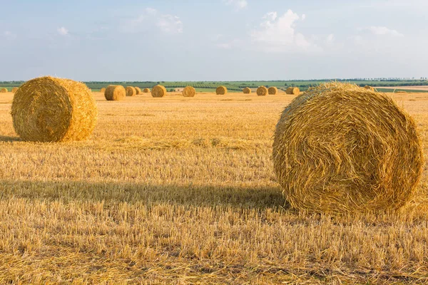 Alandan sonra hasat, büyük yuvarlak balya saman