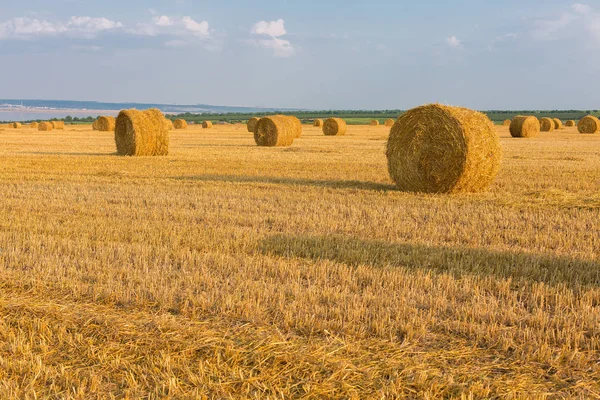 Alandan sonra hasat, büyük yuvarlak balya saman