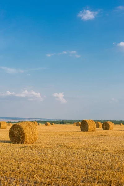 Alandan sonra hasat, büyük yuvarlak balya saman