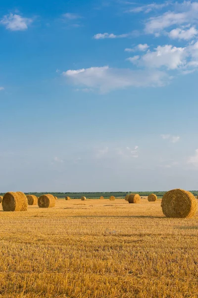 Alandan sonra hasat, büyük yuvarlak balya saman