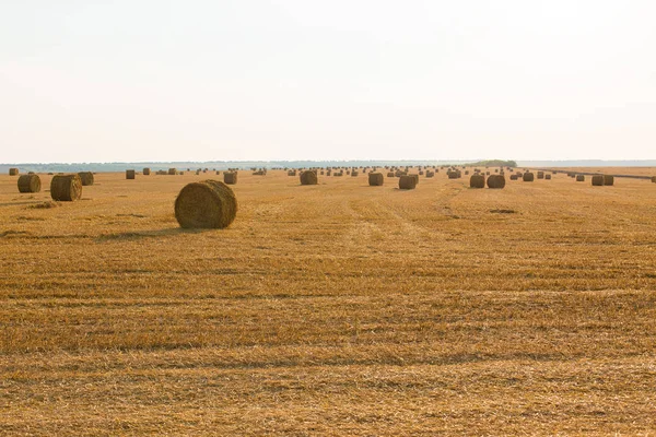 Alandan sonra hasat, büyük yuvarlak balya saman