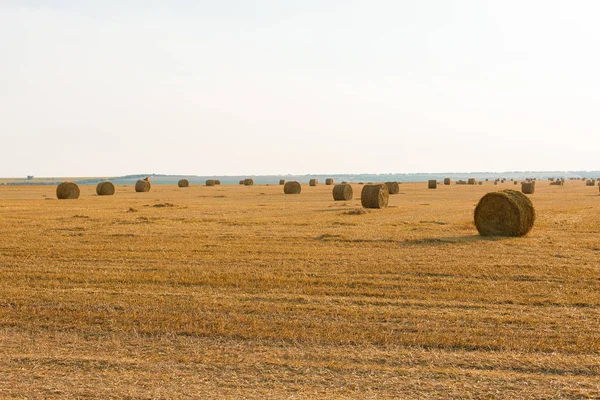 Alandan sonra hasat, büyük yuvarlak balya saman