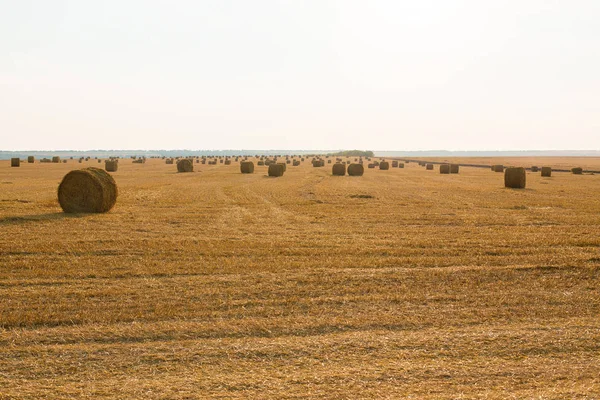 Alandan sonra hasat, büyük yuvarlak balya saman