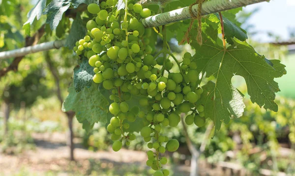 Üzüm bağı çiftlikleri, güzel üzüm bağları manzarası.