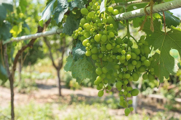Üzüm bağı çiftlikleri, güzel üzüm bağları manzarası.
