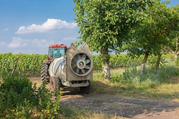 Üzüm bağı çiftlikleri, güzel üzüm bağları manzarası.