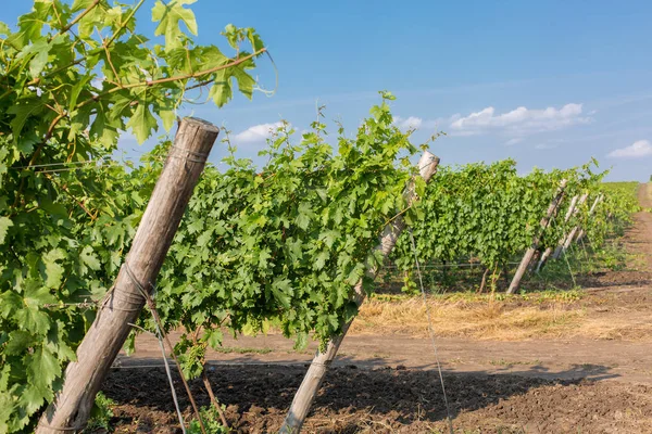 Üzüm bağı çiftlikleri, güzel üzüm bağları manzarası.