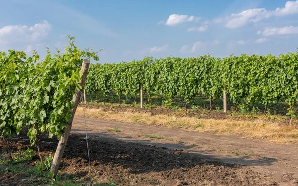Üzüm bağı çiftlikleri, güzel üzüm bağları manzarası.