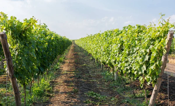 Üzüm bağı çiftlikleri, güzel üzüm bağları manzarası.
