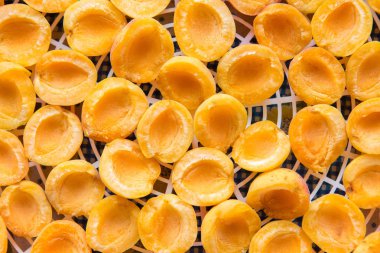 taze olgun kayısı görünümü top