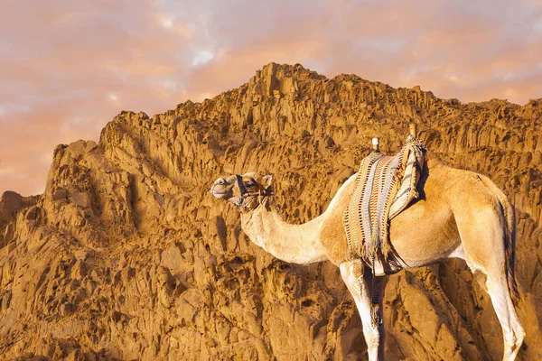 Góry Synaj Mojżesz Egiptu Camel Statek Pustyni — Zdjęcie stockowe