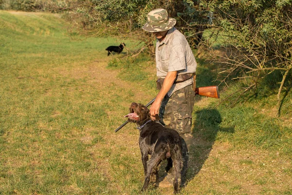 Bir Alman Drathaar Spanyol Güvercin Ile Yansıtıcı Yelek Köpeklerde Avcılık — Stok fotoğraf