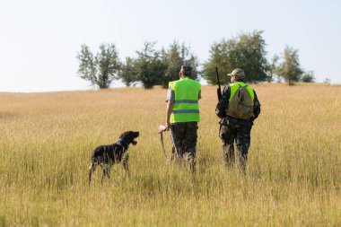 Bir Alman drathaar ve İspanyol, köpeklerle ava güvercin ile avcılar