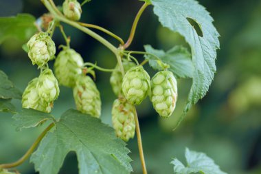 Koniler doğal taze bira, bira kavramı yapmak için bir sepet içinde şerbetçiotu
