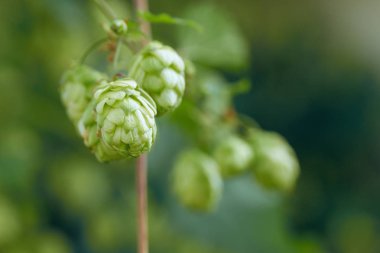 Koniler doğal taze bira, bira kavramı yapmak için bir sepet içinde şerbetçiotu