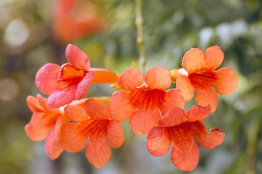 Güzel botanik fotoğrafı, doğal duvar kağıdı.
