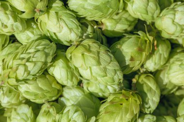 Koniler doğal taze bira, bira kavramı yapmak için bir sepet içinde şerbetçiotu