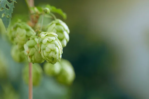 Cones Hops Basket Making Natural Fresh Beer Concept Brewing — Stock Photo, Image