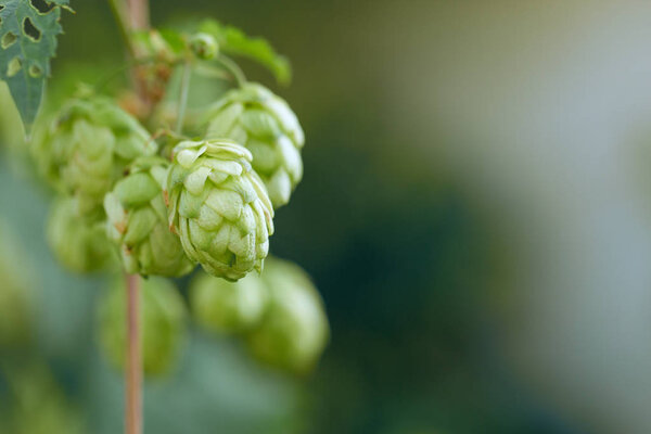 Cones of hops in a basket for making natural fresh beer, concept of brewing