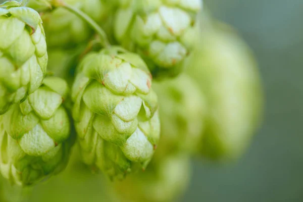 Hopfenzapfen Einem Korb Zur Herstellung Von Frischem Naturbier Braukonzept — Stockfoto