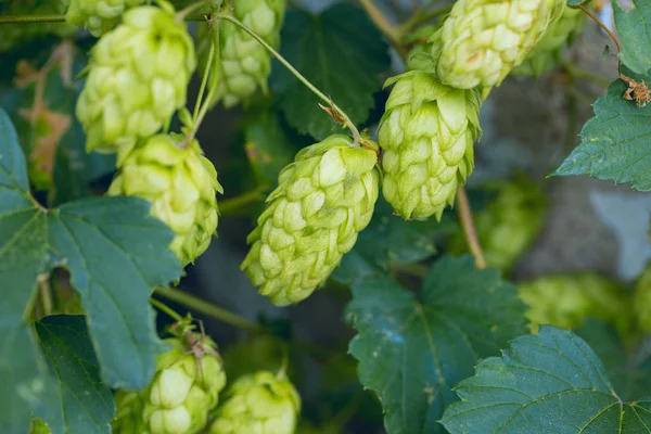 Conos Lúpulo Una Canasta Para Hacer Cerveza Fresca Natural Concepto —  Fotos de Stock