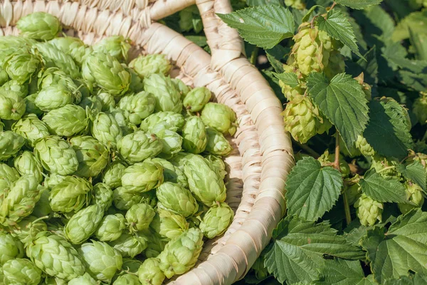 Conos Lúpulo Una Canasta Para Hacer Cerveza Fresca Natural Concepto —  Fotos de Stock