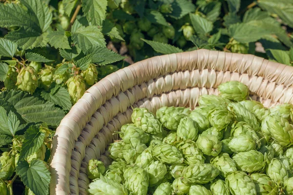 Hopfenzapfen Einem Korb Zur Herstellung Von Frischem Naturbier Braukonzept — Stockfoto