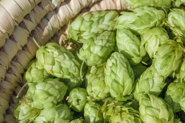 Hopfenzapfen Einem Korb Zur Herstellung Von Frischem Naturbier Braukonzept — Stockfoto