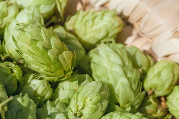 Hopfenzapfen Einem Korb Zur Herstellung Von Frischem Naturbier Braukonzept — Stockfoto