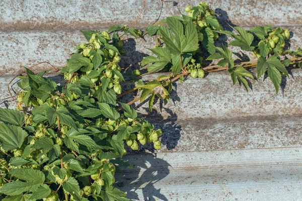 Cones Hops Basket Making Natural Fresh Beer Concept Brewing — Stock Photo, Image