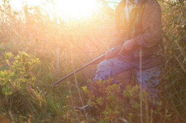 Alman bir drathaar ve spanyel ile avcılar, yansıtıcı yelek giymiş köpeklerle güvercin avlıyorlar.