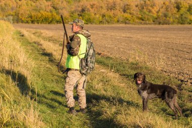 Alman bir drathaar ve spanyel ile avcılar, yansıtıcı yelek giymiş köpeklerle güvercin avlıyorlar.